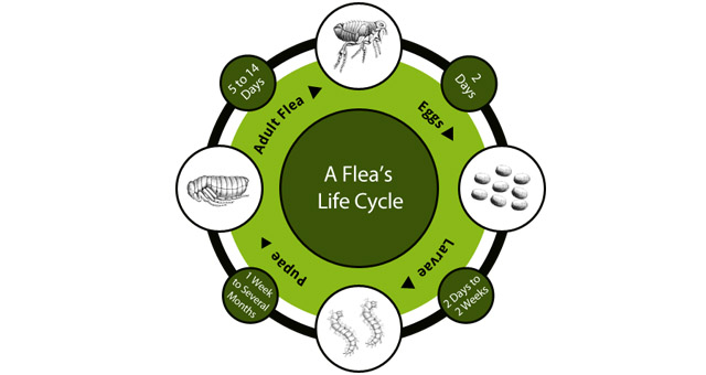 Flea and Tick Pest Control